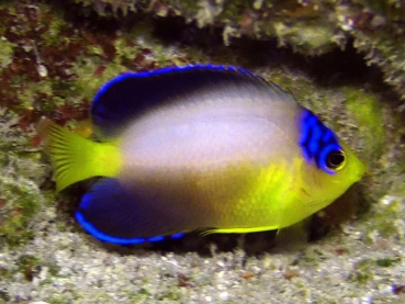 Centropyge multicolor - Vielfarben-Zwergkaiserfisch